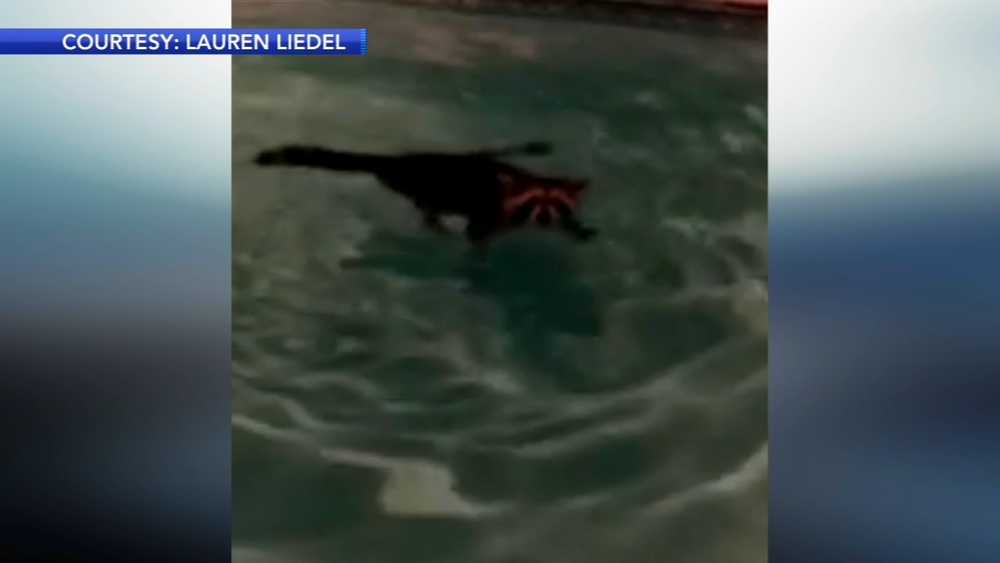 Raccoon cools off in Burlington County pool