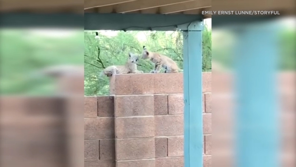 3 baby bobcats spotted playing on backyard wall of Arizona home