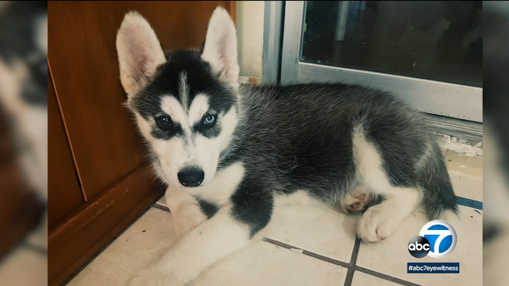 3-month-old dog allegedly stolen from Santa Ana family