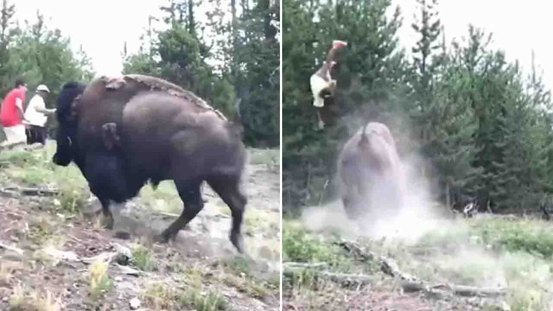 Image result for 9-year-old girl tossed in air when bison charges Yellowstone tourists