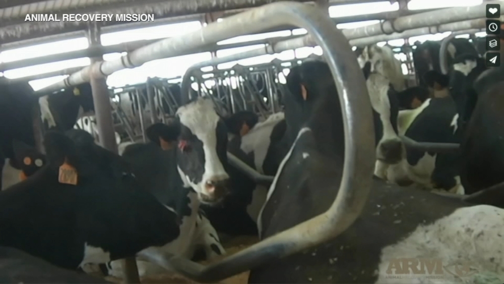 Kroger to stop buying milk from Natural Prairie Dairy Farms after animal abuse allegations