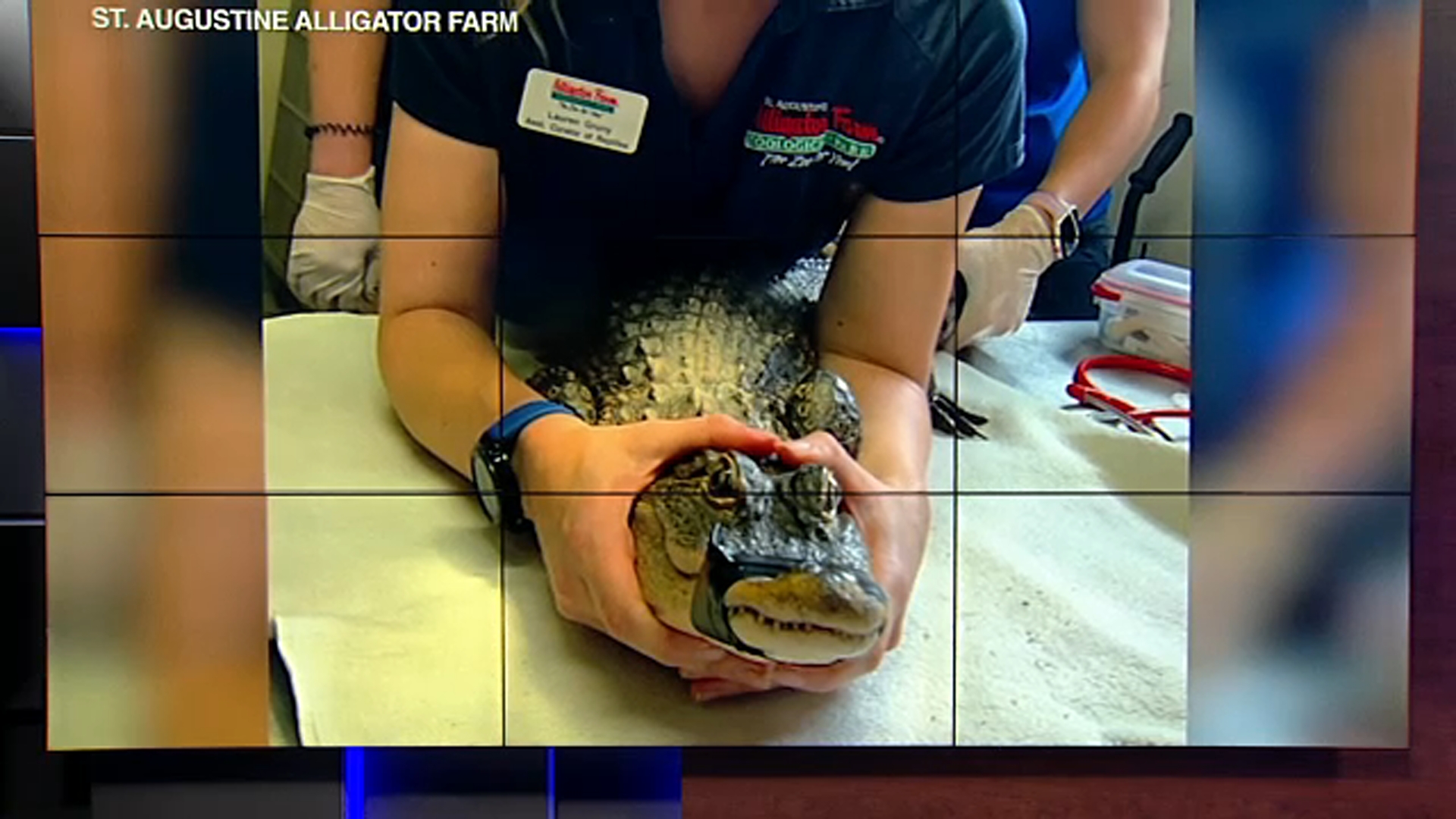 'Chance the Snapper' gets 1st medical checkup