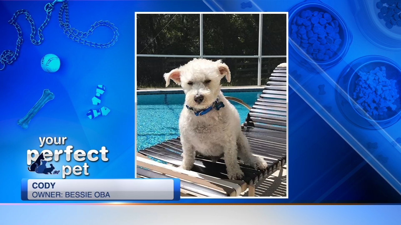 Perfect Pet ABC7 Chicago