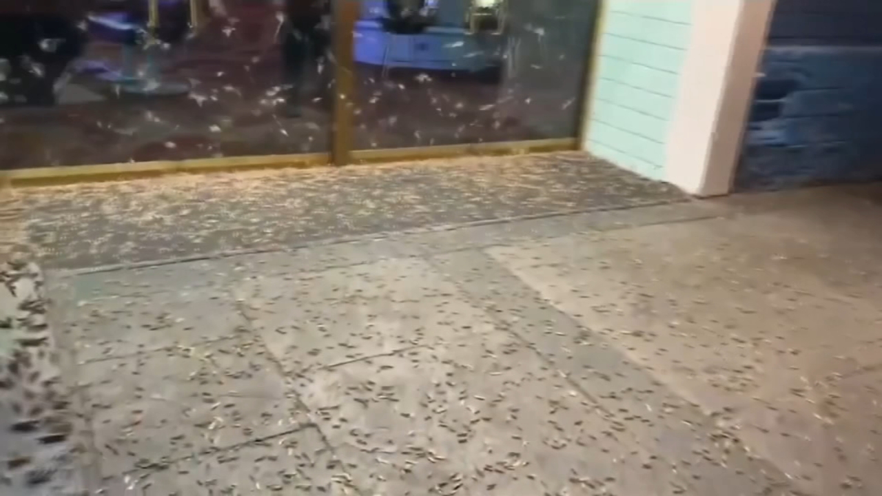 Grasshoppers invade Las Vegas Strip