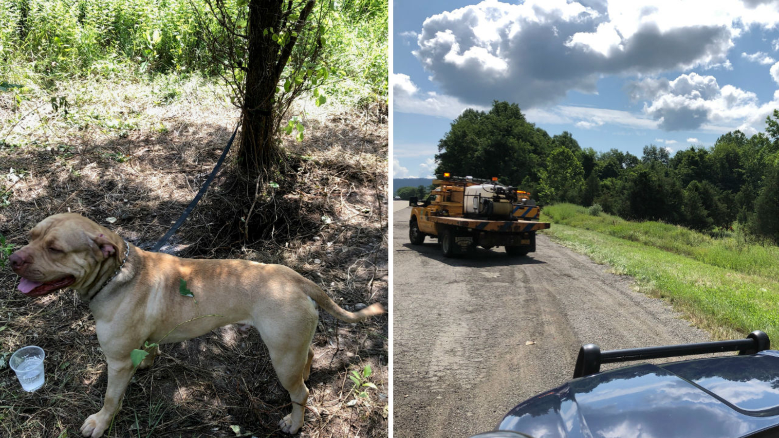 Dog abandoned, tied to tree off Interstate 84 in East Fishkill, in New ...