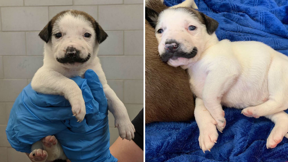 Special puppy with mustache looking for forever home in NYC