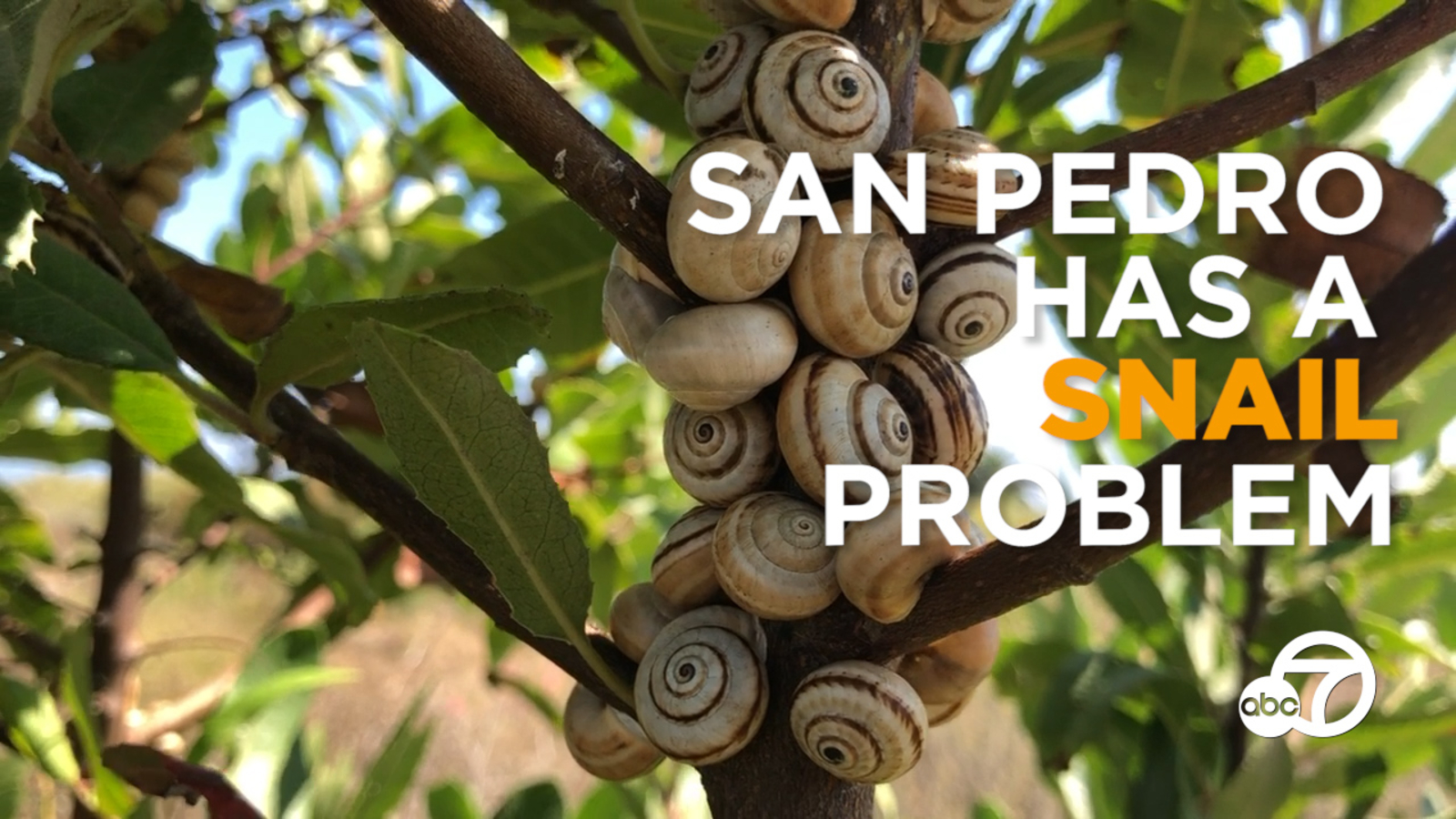 San Pedro has a snail problem. Here's how you can help. ABC7 Los Angeles