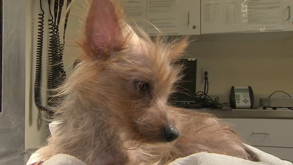 Yorkie recovering after being found in sealed container