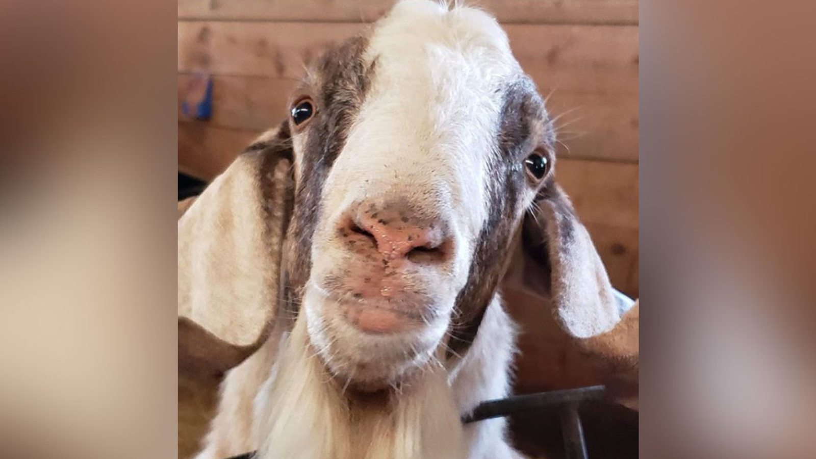 Goat found wandering in Durham to remain with animal sanctuary...for