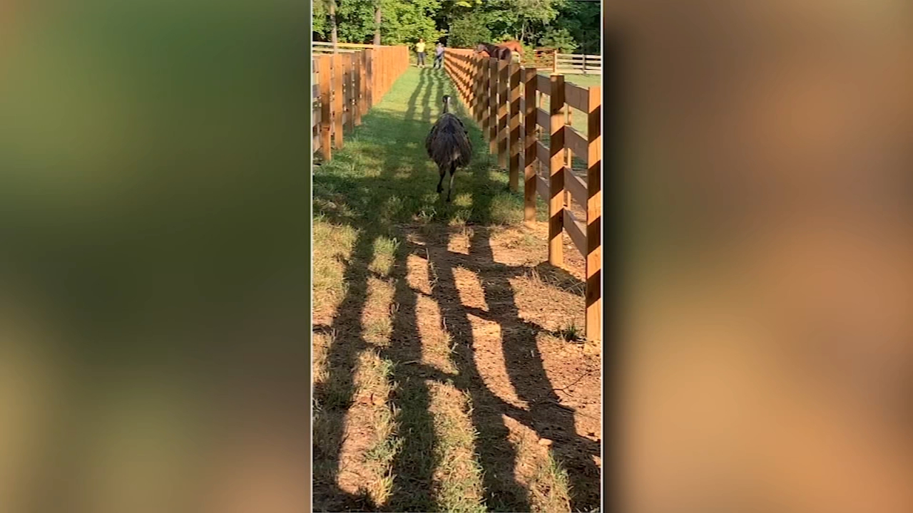 Elusive Emu has been evading Orange County Animal Control since June