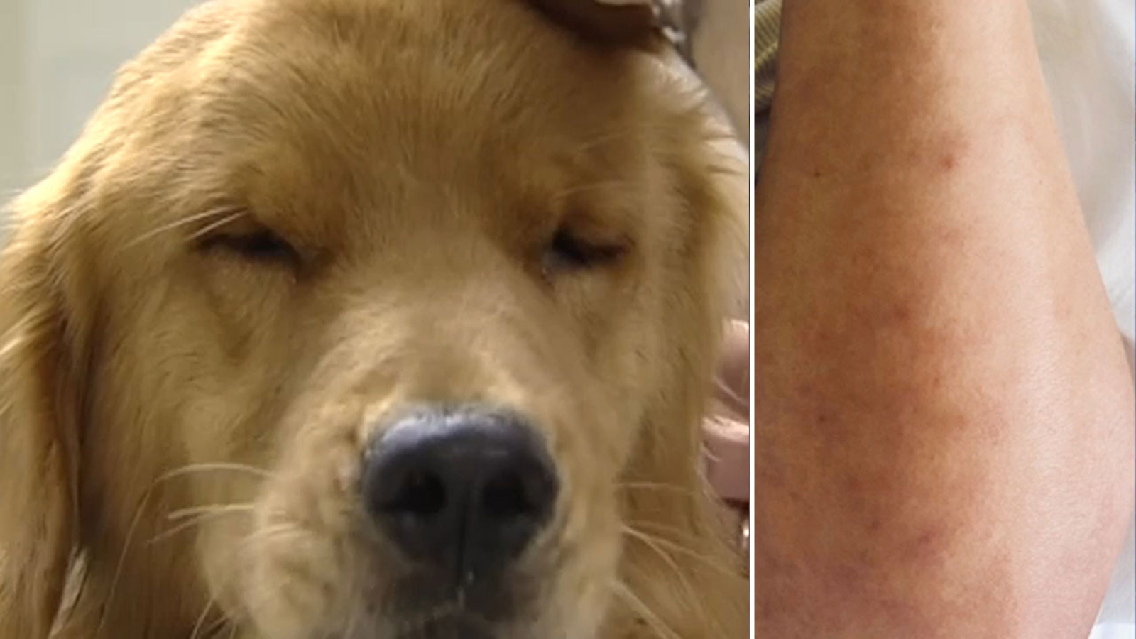 Typhus in Texas Fleaborne illness rising affecting pet owners ABC13