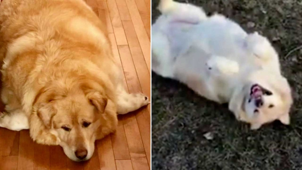 Dog celebrates 100-pound weight loss transformation