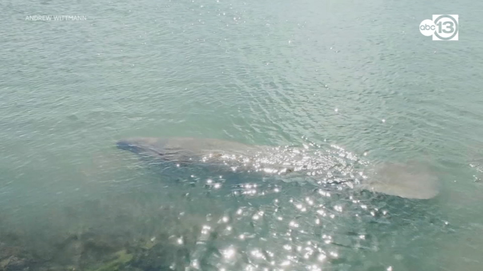 Manatee Spotted In Galveston Bay North Of Texas City Dike Abc13 Houston