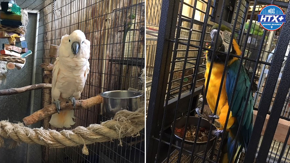 Why are There Exotic Birds in Tanked Warehouse: Uncover the Mystery