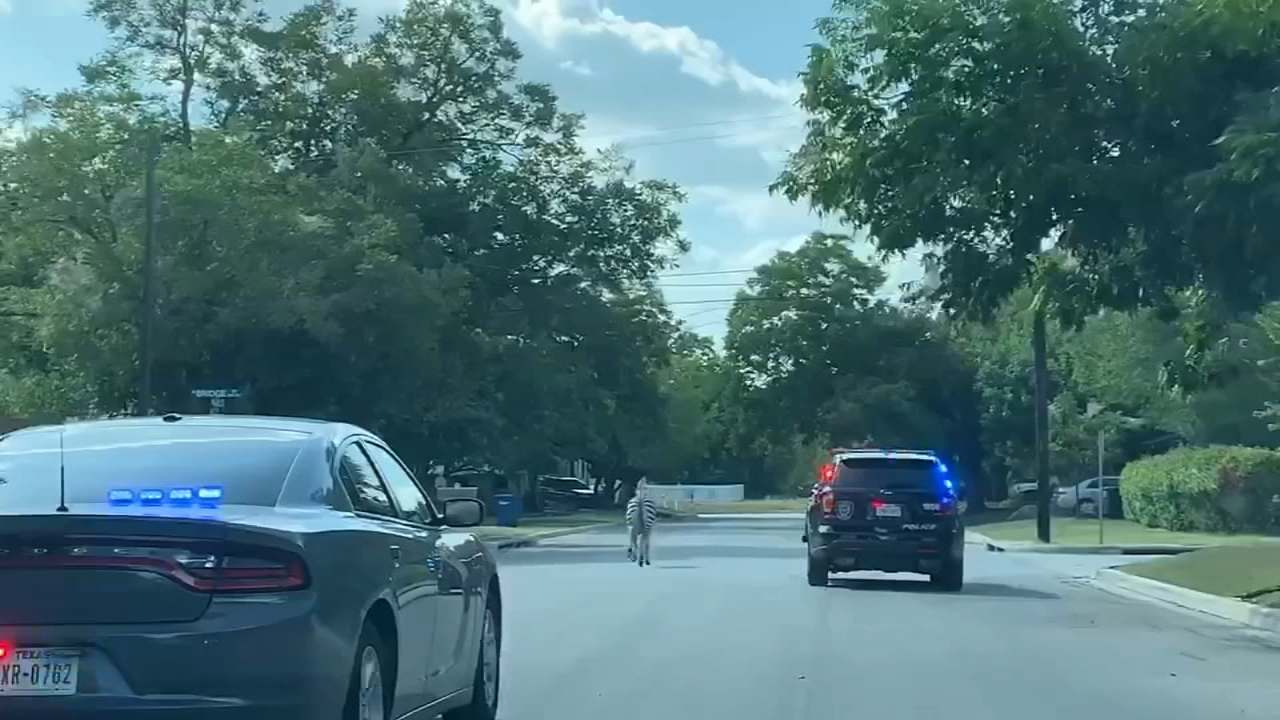 Loose zebra sends police officers on wild chase