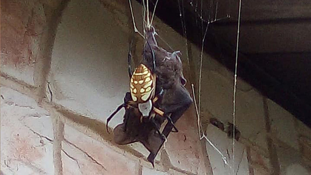Spider catches, eats bat in web outside Texas home