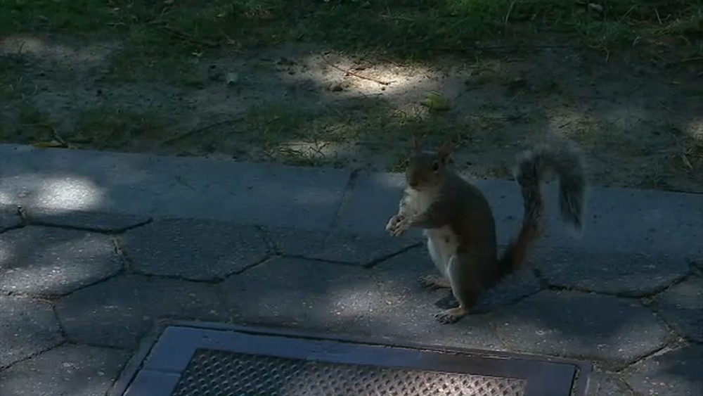 Warning issued over aggressive squirrels in NYC park