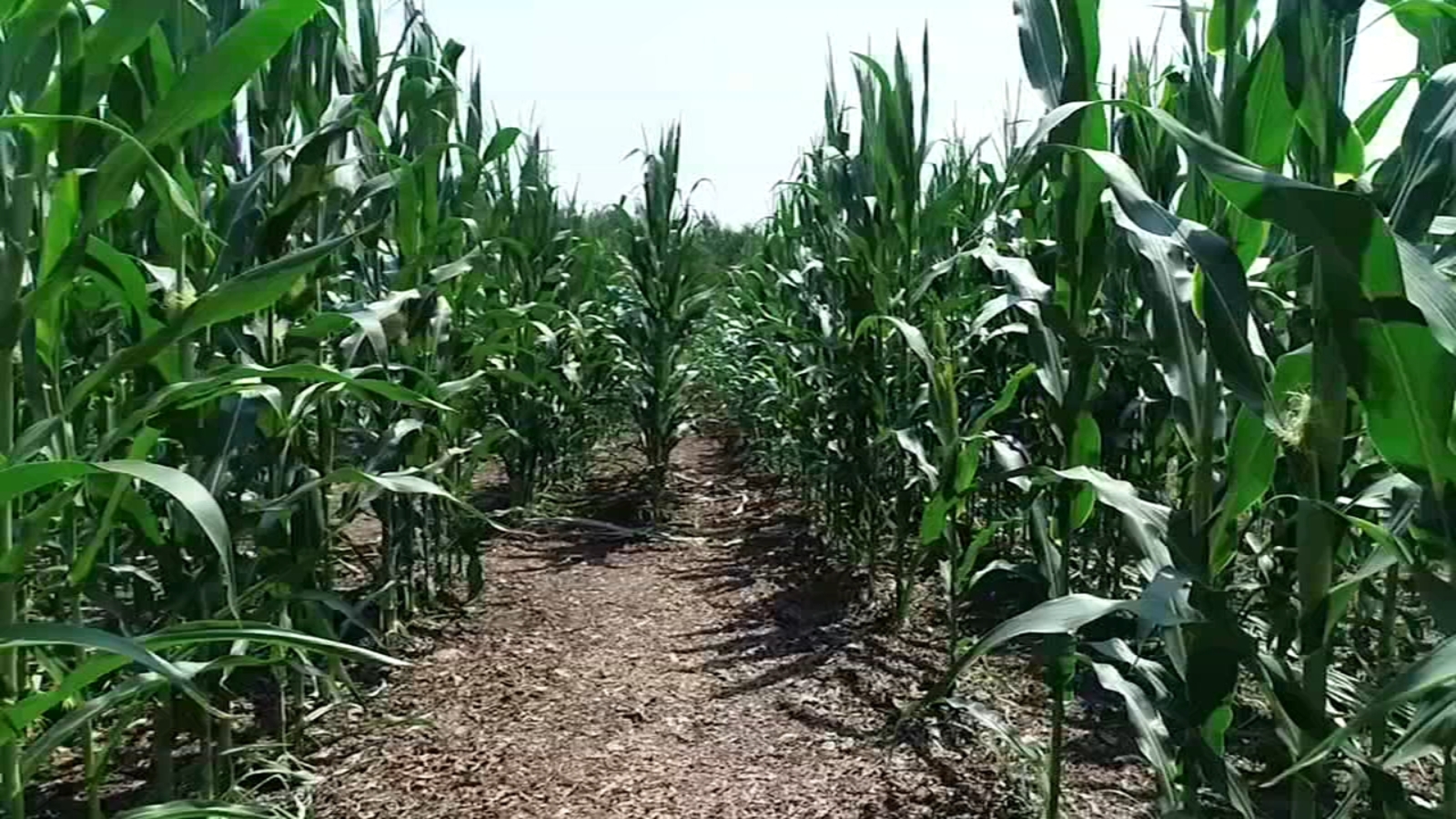 NC State corn maze opens at North Carolina Museum of Art through