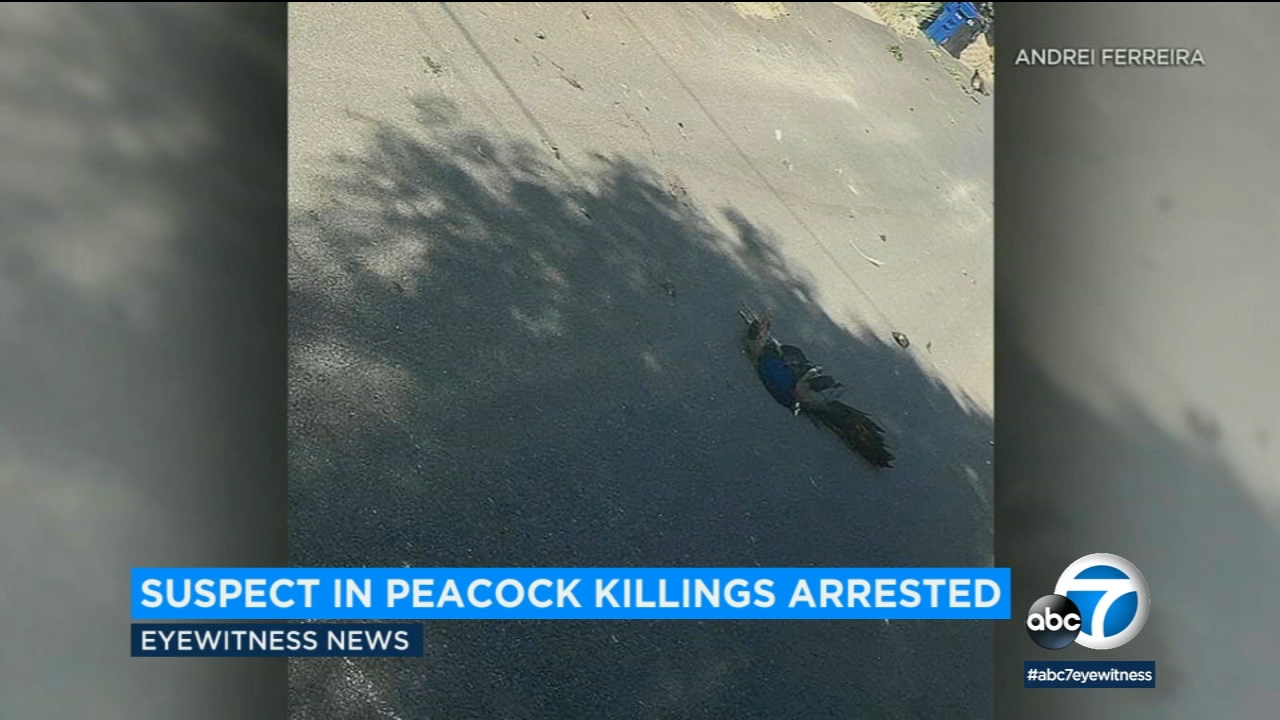 Suspect accused of killing 2 peacocks in Chatsworth arrested