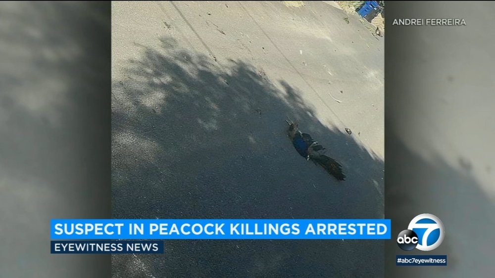 Suspect accused of killing 2 peacocks in Chatsworth arrested