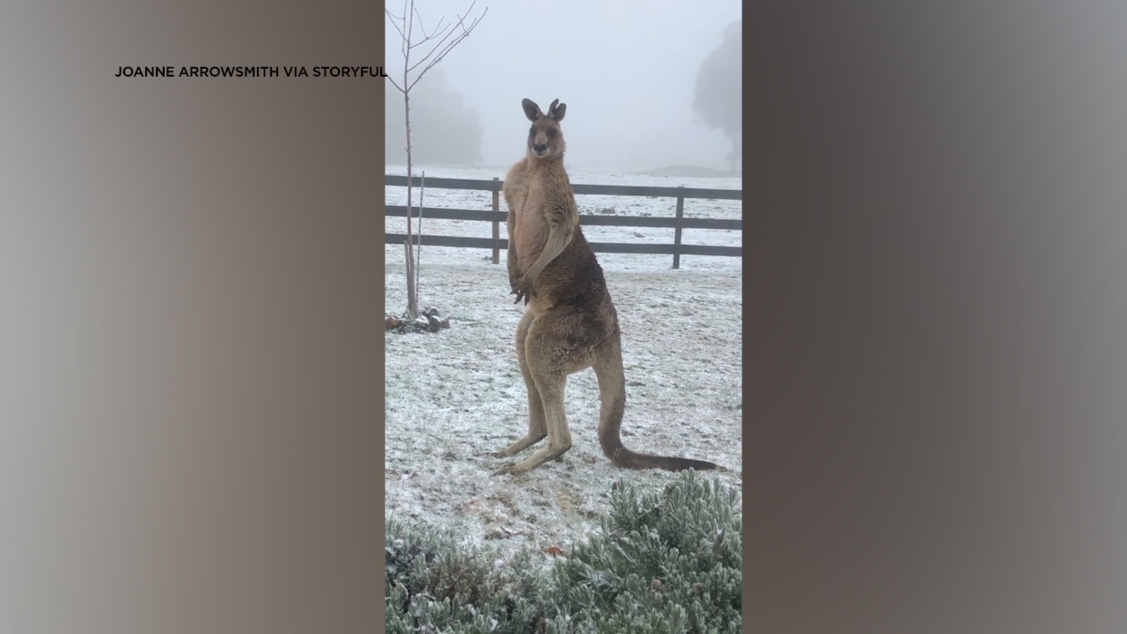Shivering kangaroo feels the effects of winter in Australia ABC13 Houston