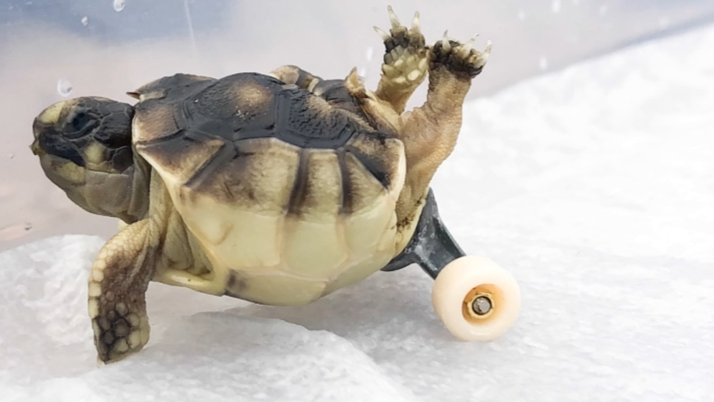 Wilmington man uses tiny skateboard to help tortoise with deformity