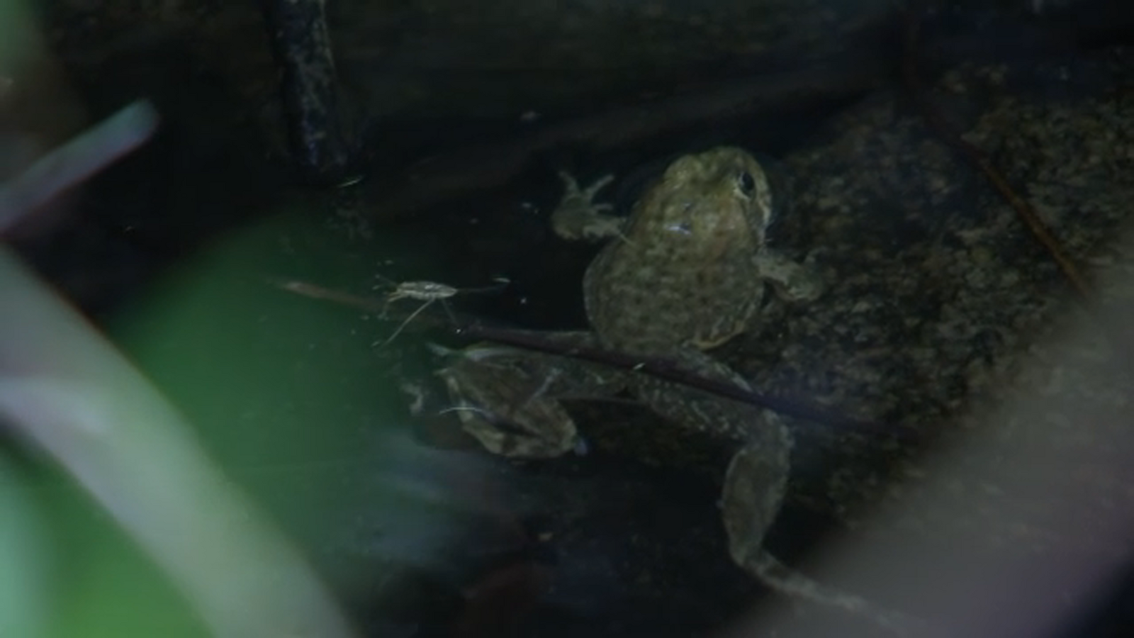 LA Zoo, federal agencies release nearly 1,000 endangered frogs in