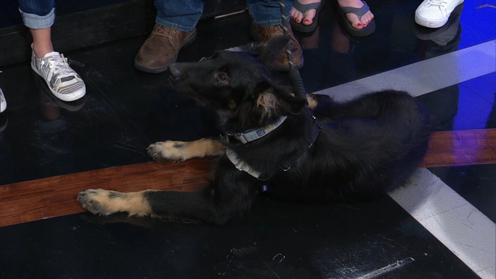 Your Perfect Pet ALIVE Rescue ABC7 Chicago