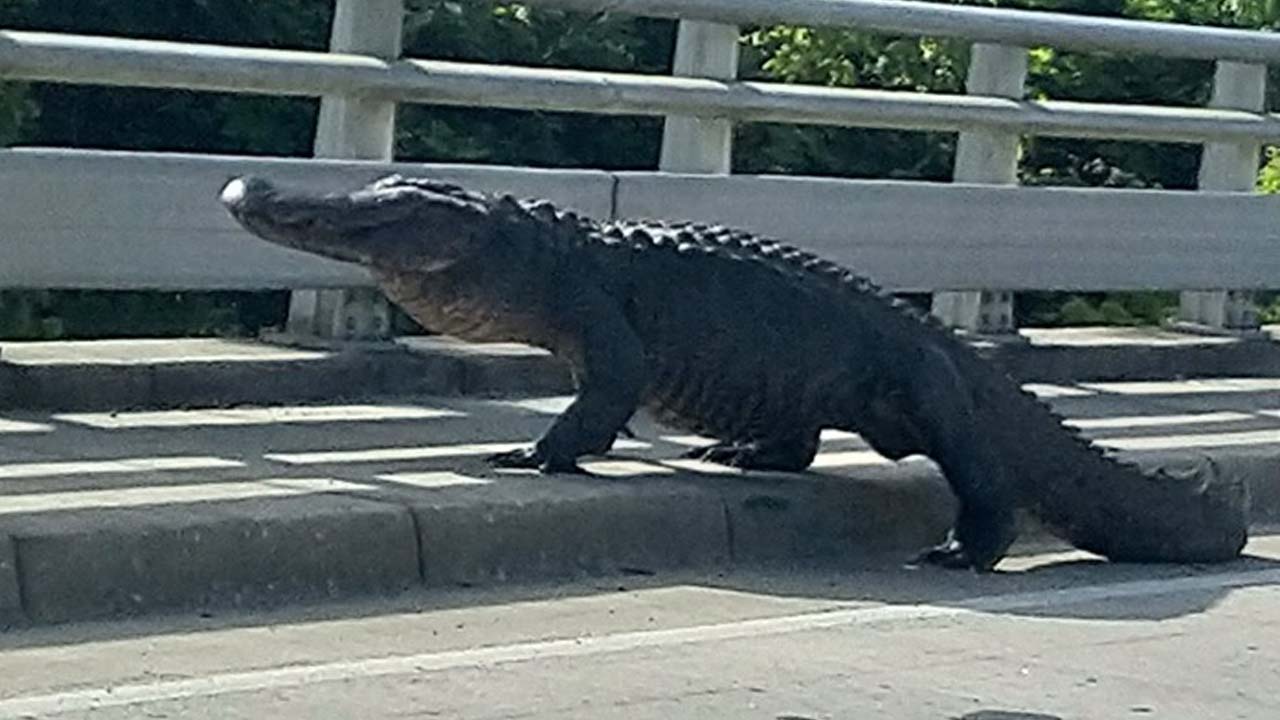 Alligator stops traffic with morning stroll in Wilmington
