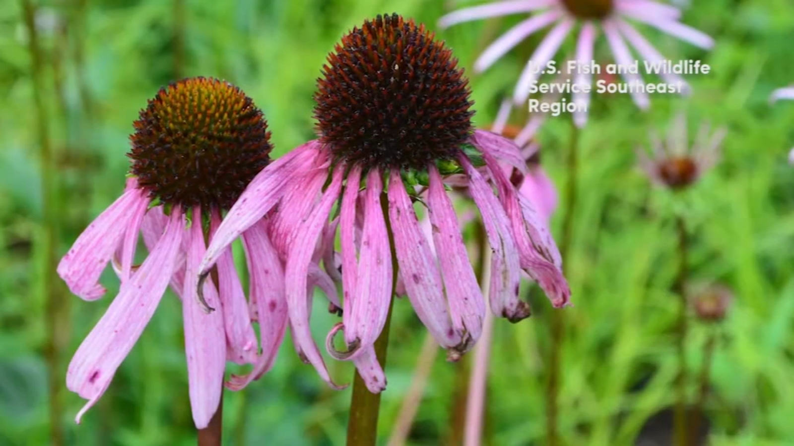 Endangered coneflower making comeback thanks to efforts by the North