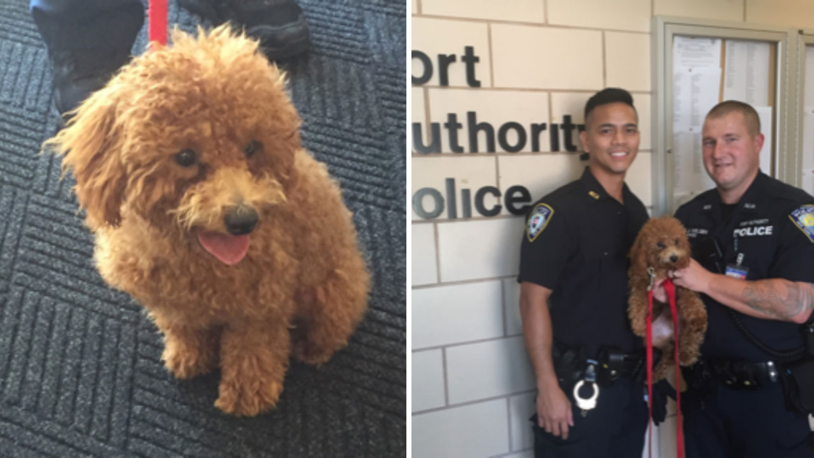 Owner arrested after dog rescued from hot car at Newark Airport - ABC7 ...