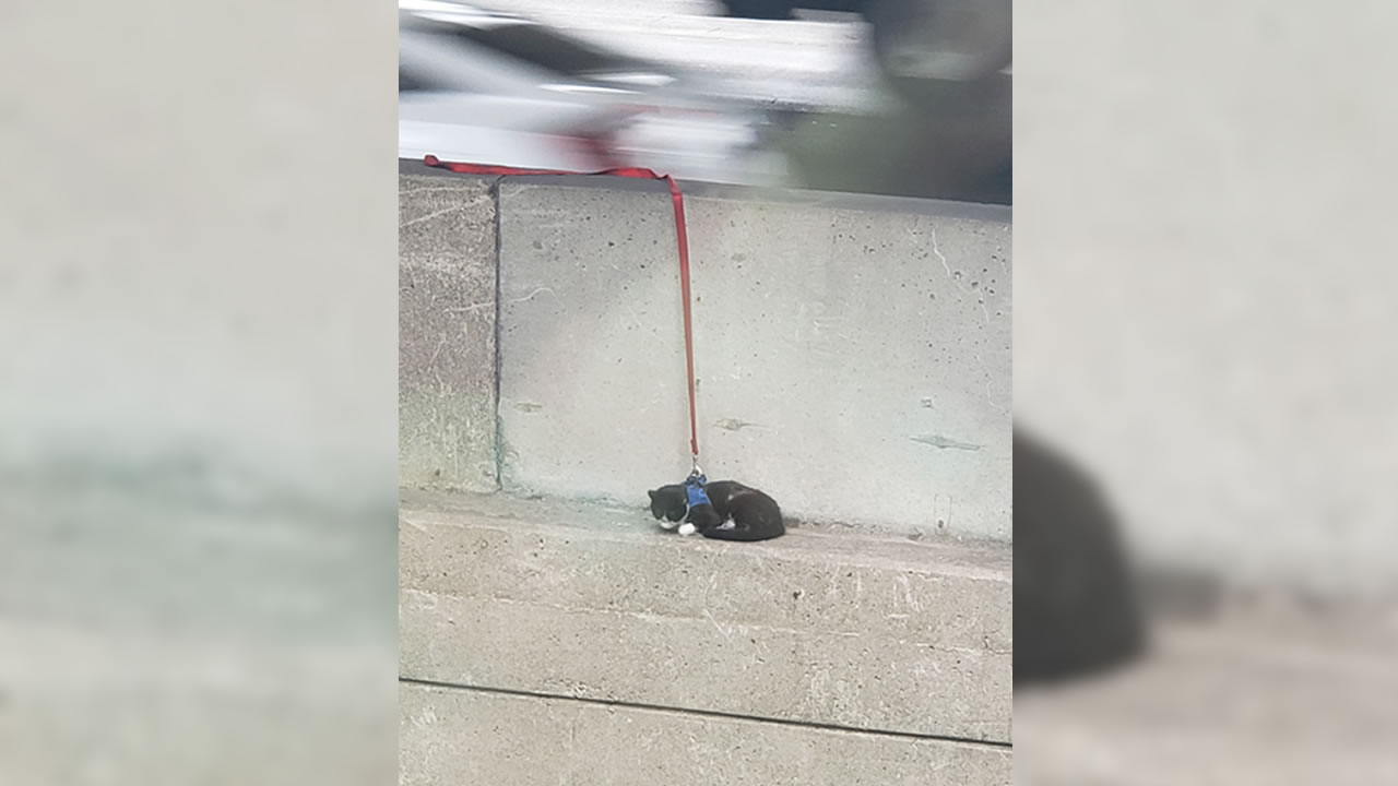 Cat rescued from Bay Bridge during rush hour