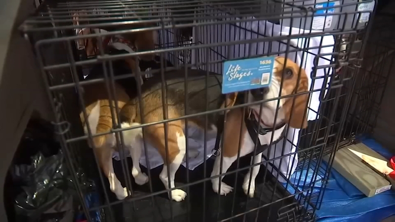 3 Of 6 Beagles Rescued From China Still Available For Adoption In