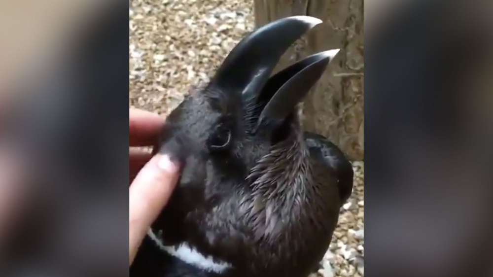 Bird or Bunny: Optical illusion video sparks furry debate
