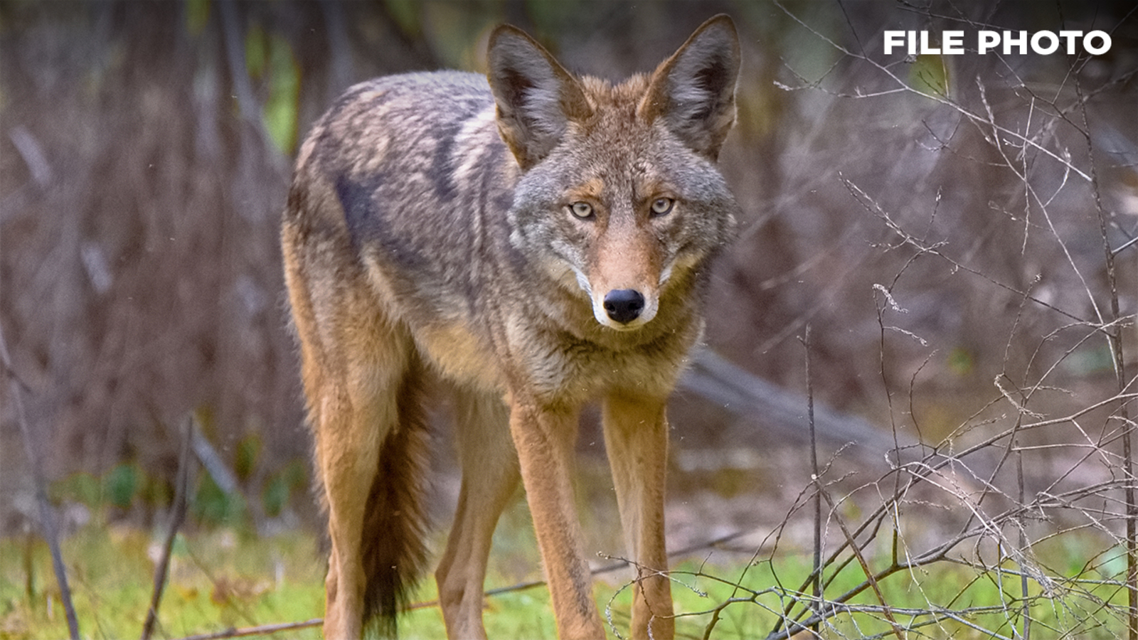 1 dog killed, 1 injured in New Canaan, Connecticut coyote attacks ABC7 New York