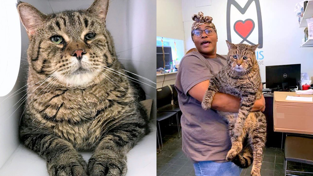 Massive 26-pound cat 'BeeJay' looking for forever home