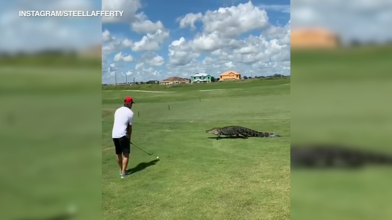 Florida golfer unfazed as alligator strolls by course