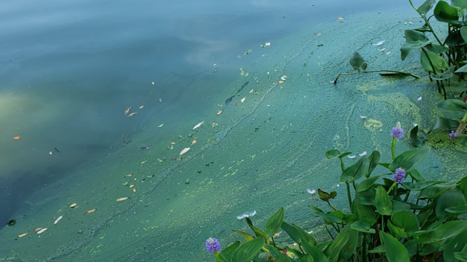 Dangerous algae blooms found in water in Central Park, Prospect Park