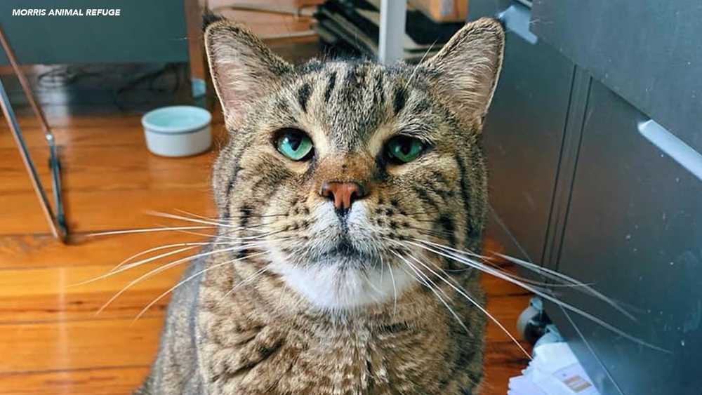 Twenty-six pound cat named Mr. B takes the internet by storm
