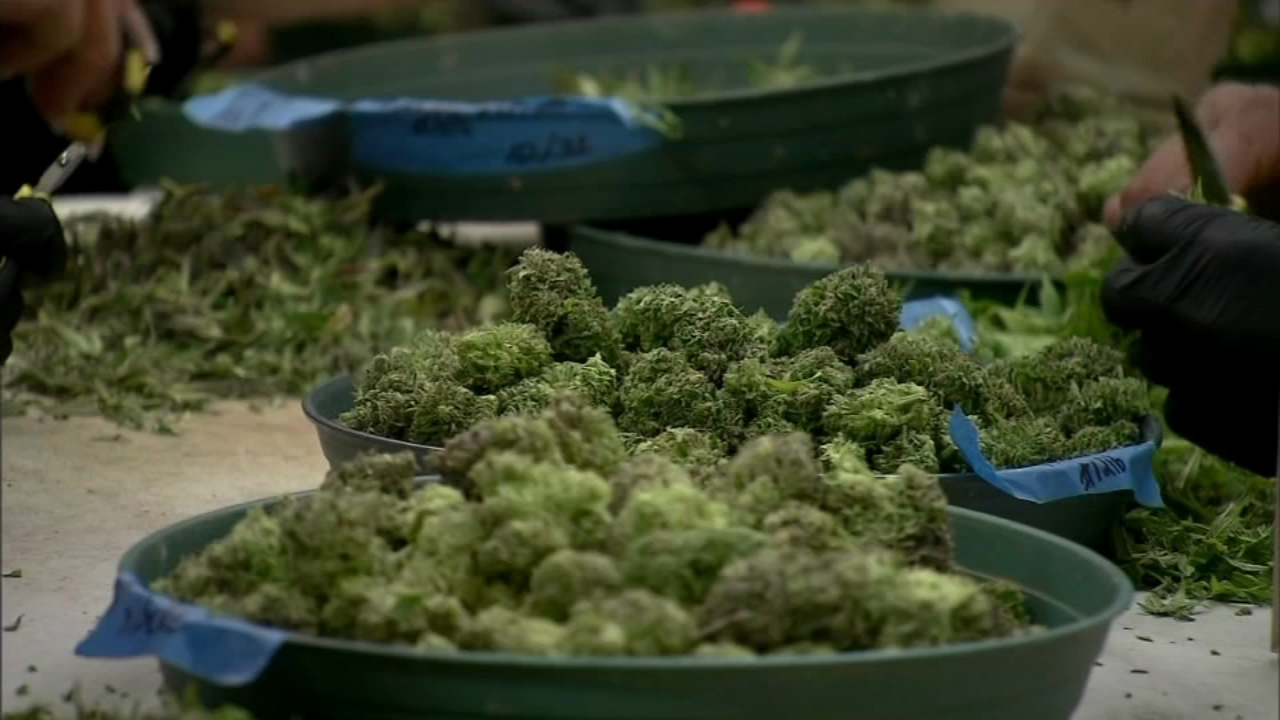 Kim Foxx announces Code for America partnership to expunge marijuana convictions