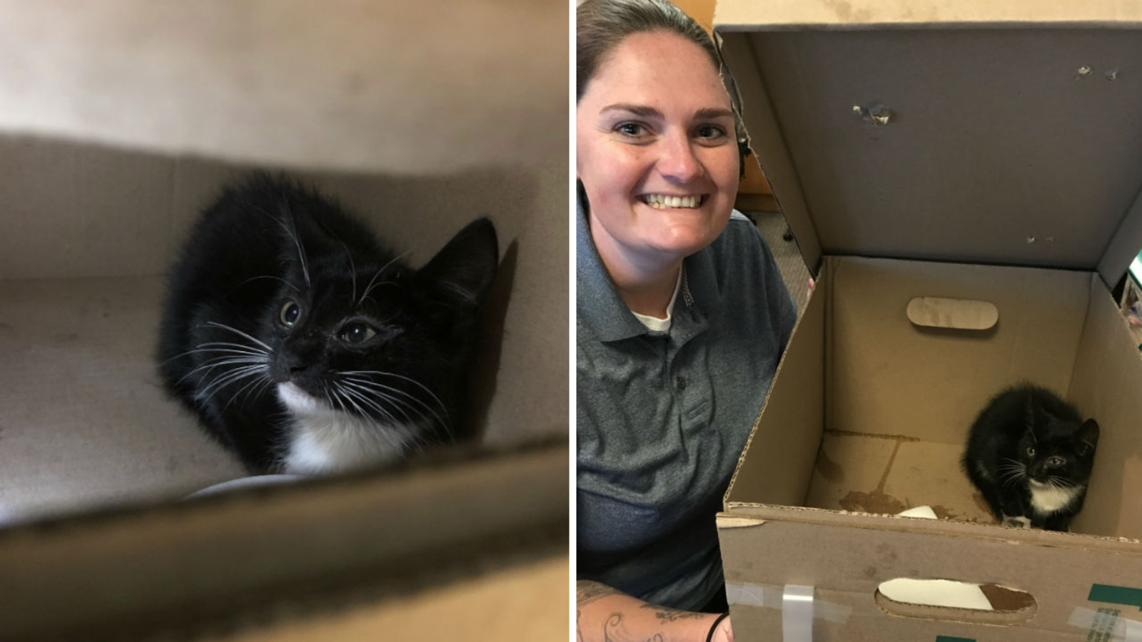 Cat Rescued From Sll Terrified kitten rescued from catwalk of Lincoln Tunnel during rush ...