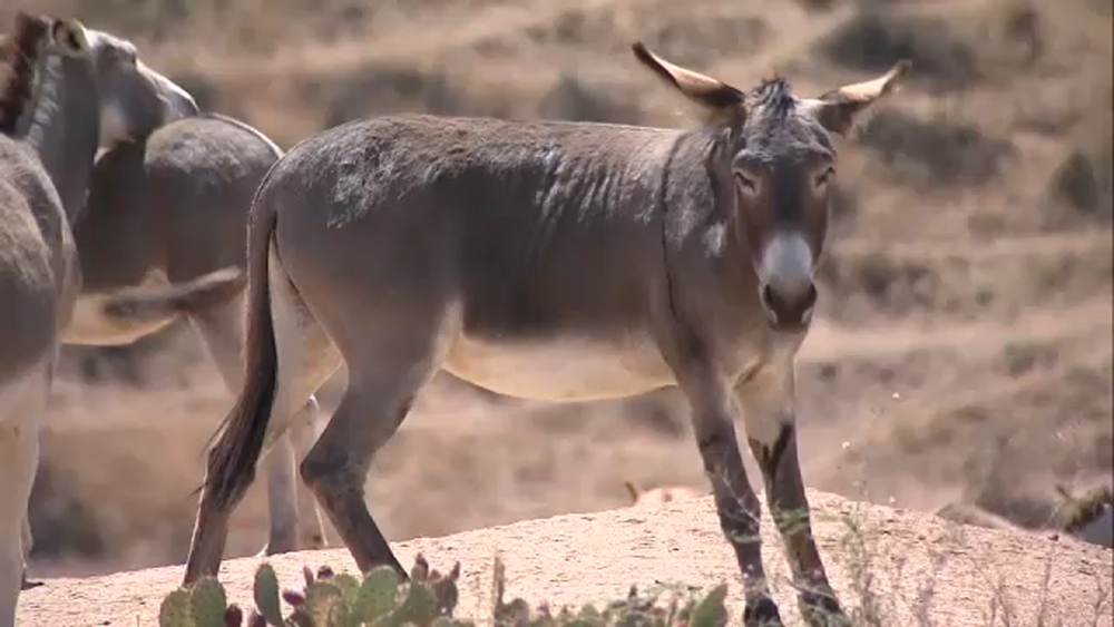 Reward offered to find the person responsible for killing burros