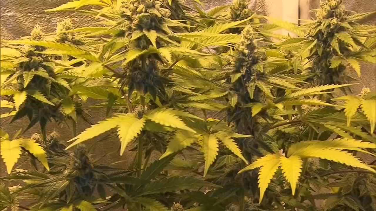 Free marijuana expungement clinic, job fair happening Sunday