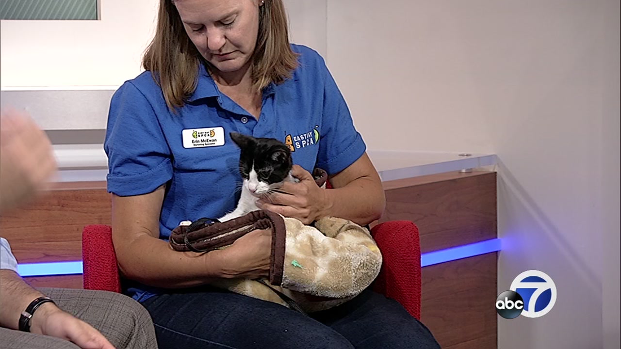 Meet this week's Perfect Pet: Ringo
