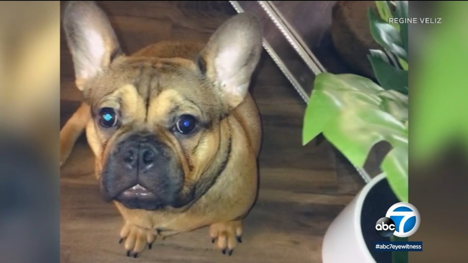 Family pleads for safe return of bulldog after thieves break into their ...
