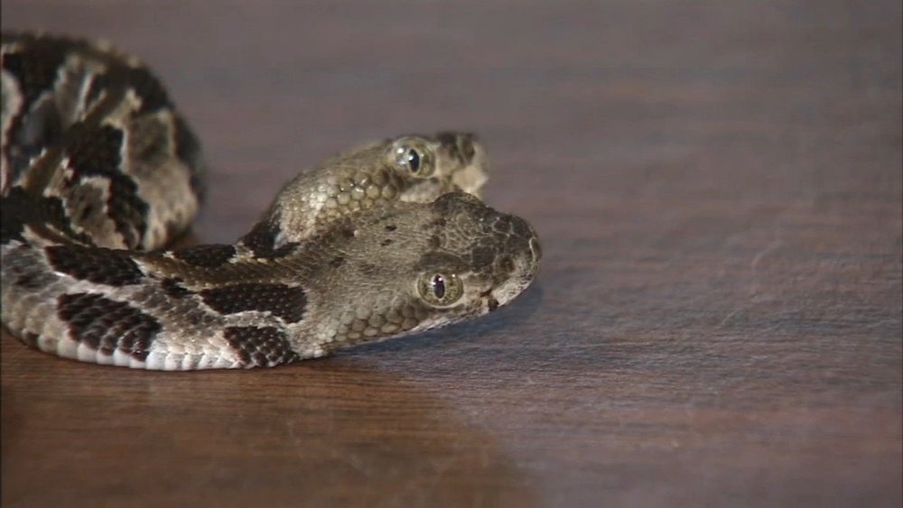 A rare two headed rattlesnake found in New Jersey