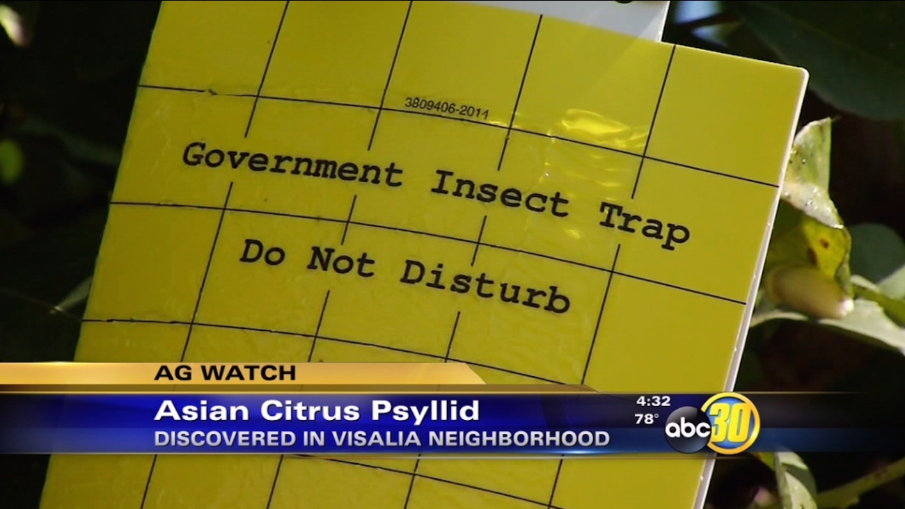 Asian citrus psyllid discovered in Visalia neighborhood