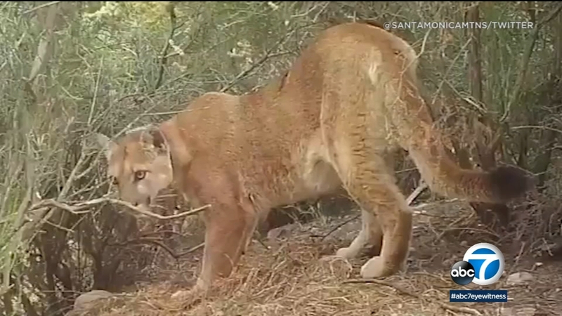 Mountain Lion Hollywood Hills Get Robux If You Pass This