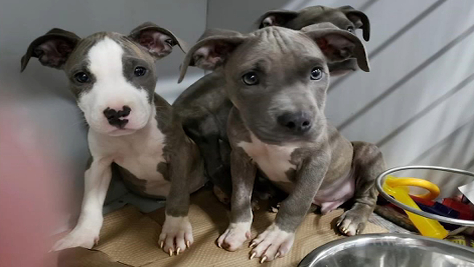 35 cats 19 dogs rescued from Hurricane Dorian up for 35 cats 19 dogs rescued from Hurricane Dorian up for