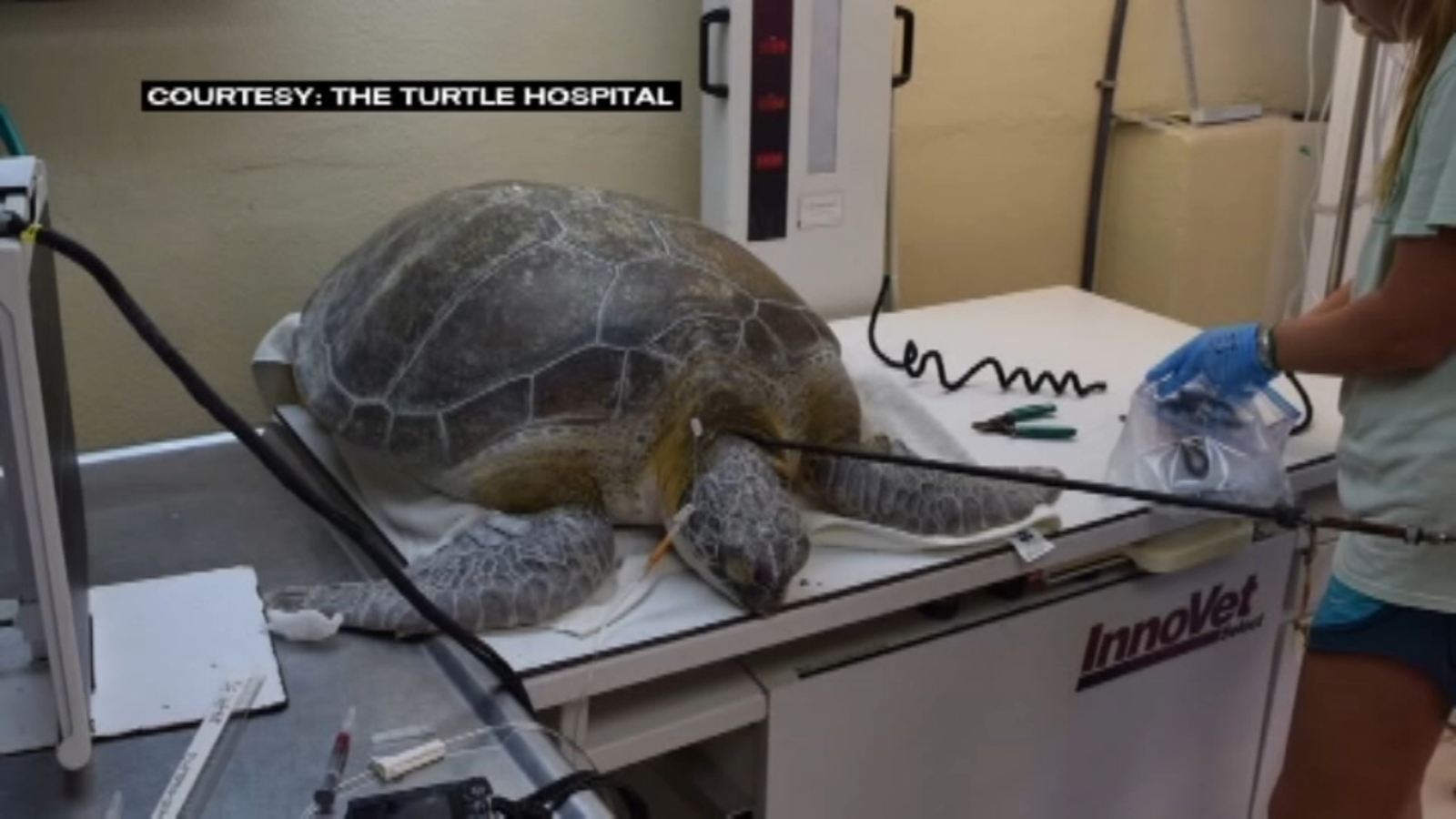 Sea turtle recovering after being found with spear in its neck in Key(02)